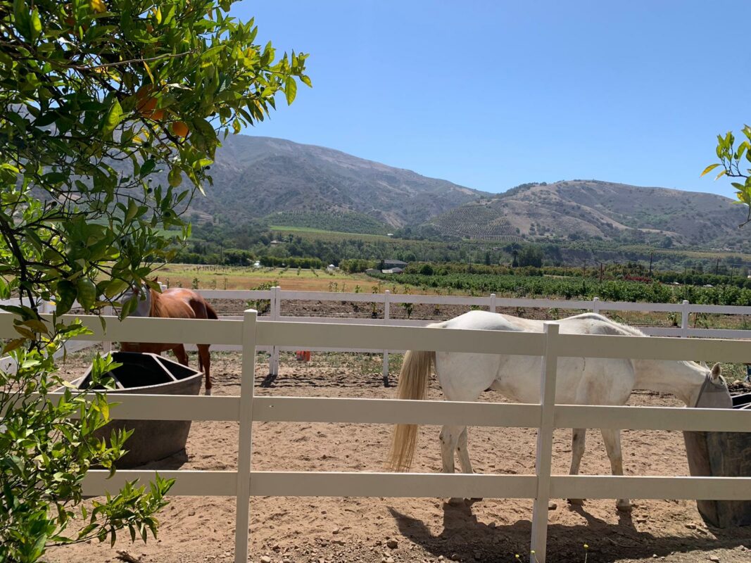 White Fence for horse farms