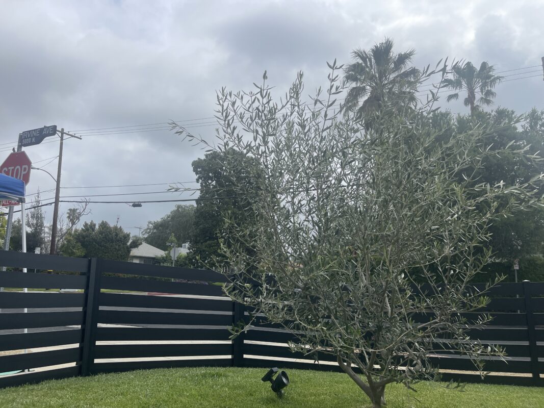 A modern black aluminum fence surrounds a grassy area and olive tree under cloudy skies.