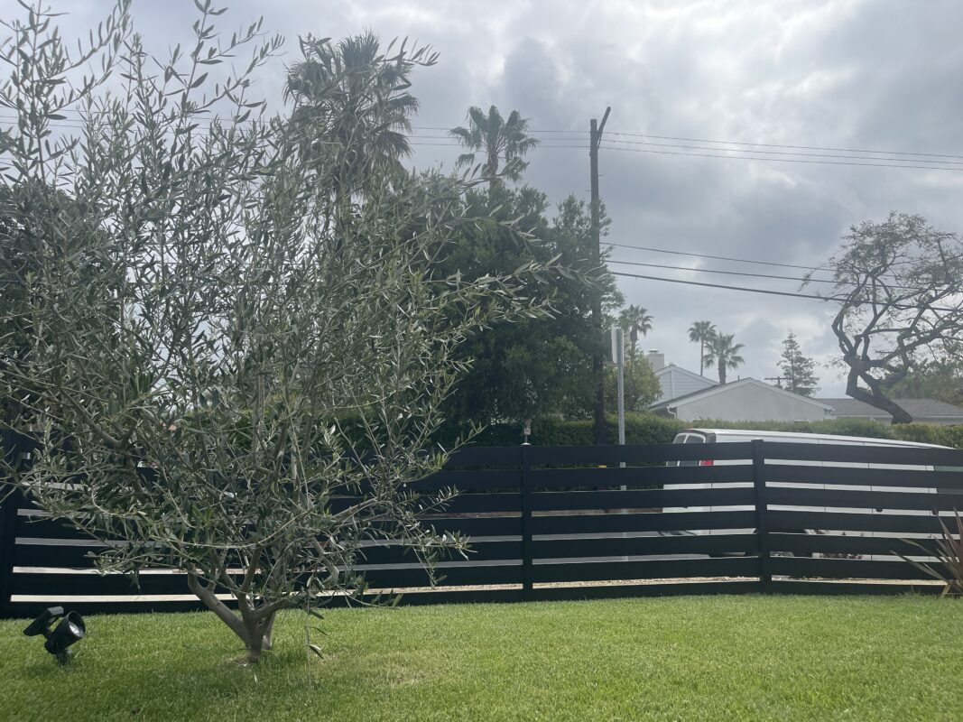 A modern black aluminum fence installed in a front yard with an olive tree.