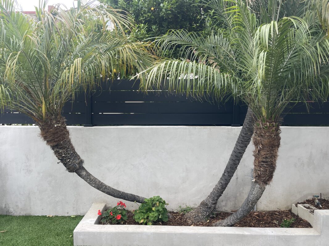 Modern black fence with palm trees and planter in a coastal garden setting.
