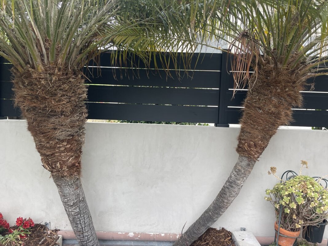Modern black wall topper showcasing palm trees and landscaped greenery.